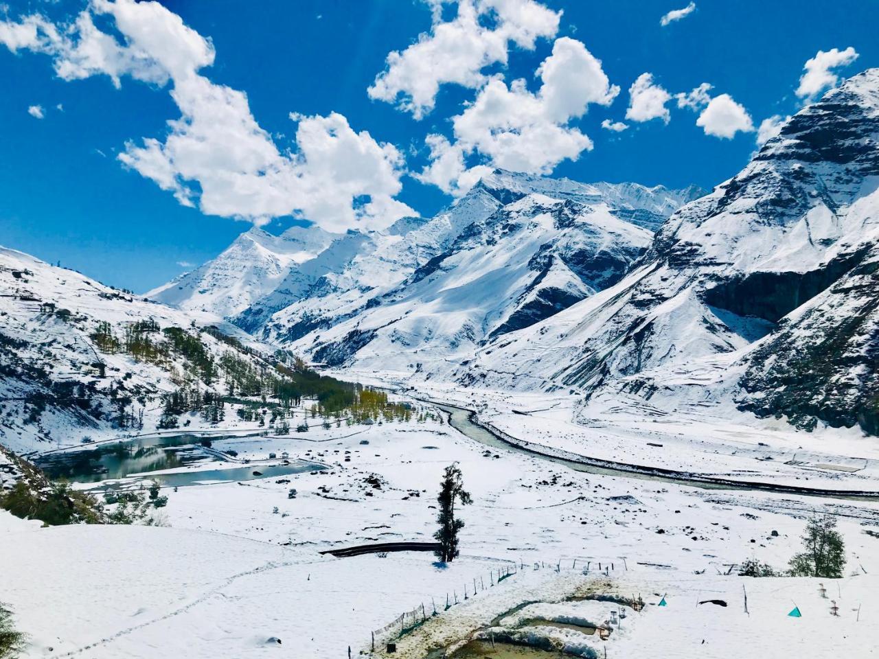 Plm Dhara * Manali (Himachal Pradesh)